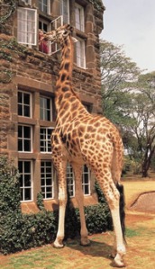 giraffe hotel1