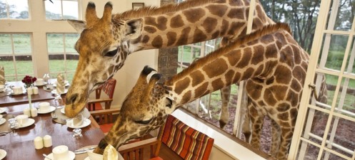 Giraffe Manor in Nairobi, Kenya - Travis Caulfield